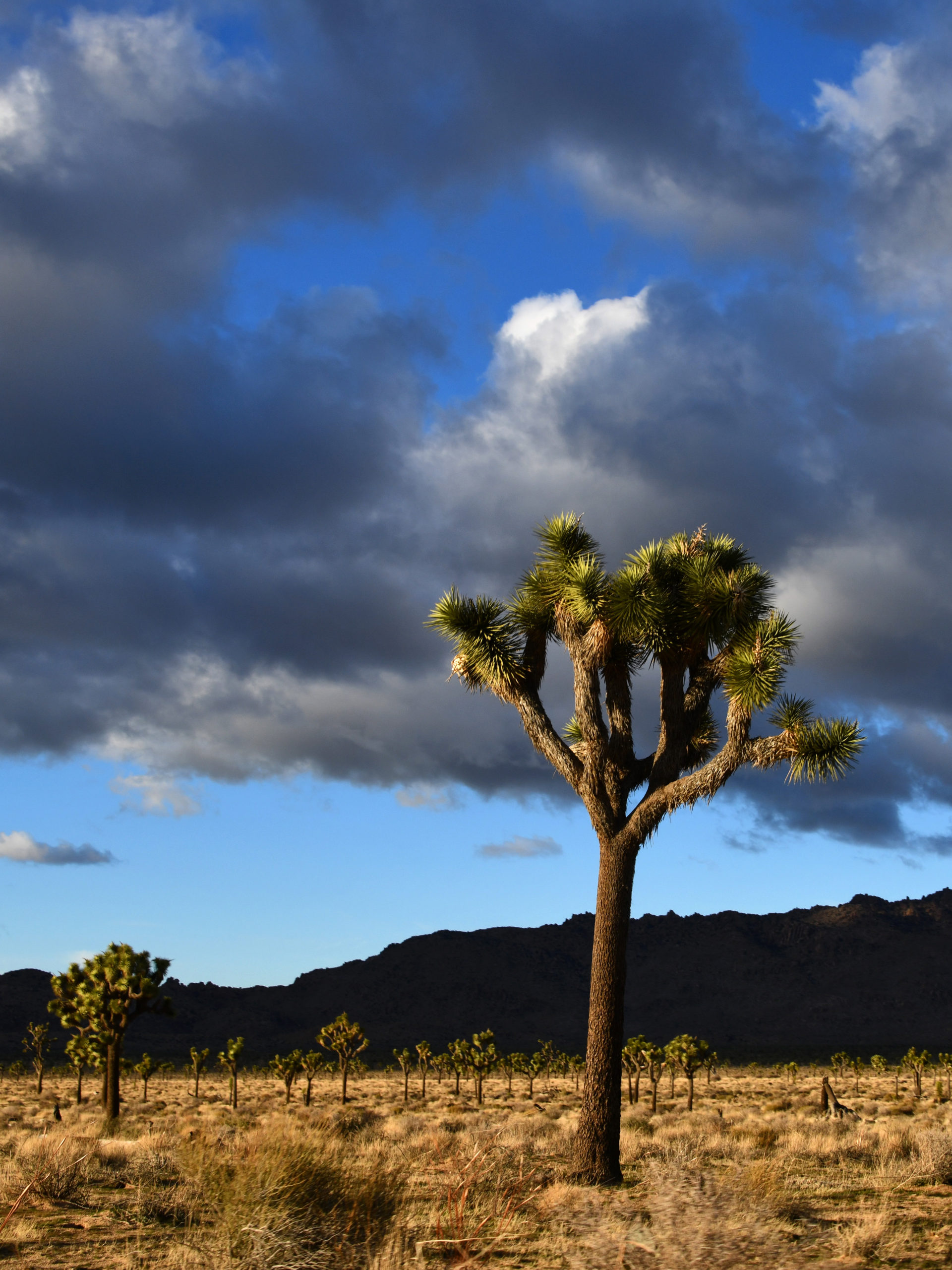 Joshua Tree National Park