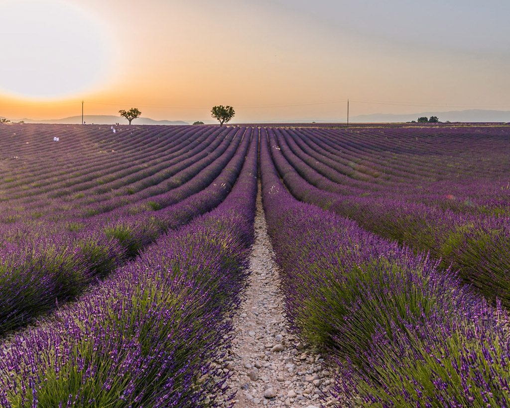 Lavender fields in South of France during the 2020 pandemic