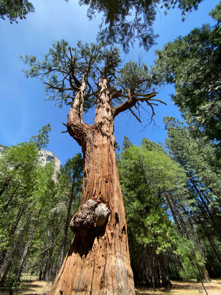 Sequoia and Kings Canyon National Park, California