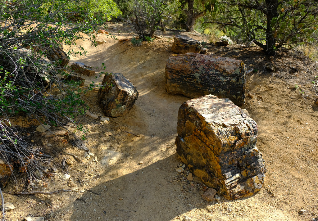 Petrified forest in Grand Staircase-Escalante National Monument.