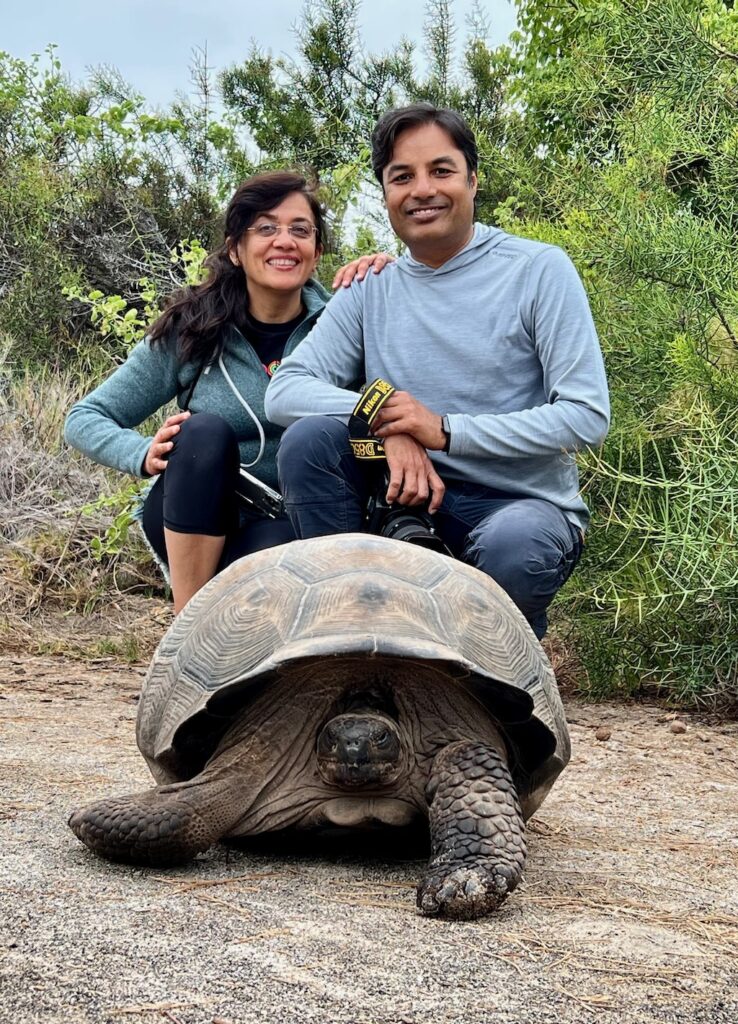 Galapagos giant tortoise in Urbina bay