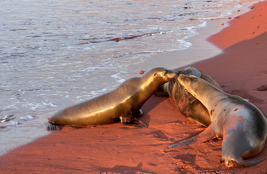 Galápagos sea lion on Rabida island's red sand beach