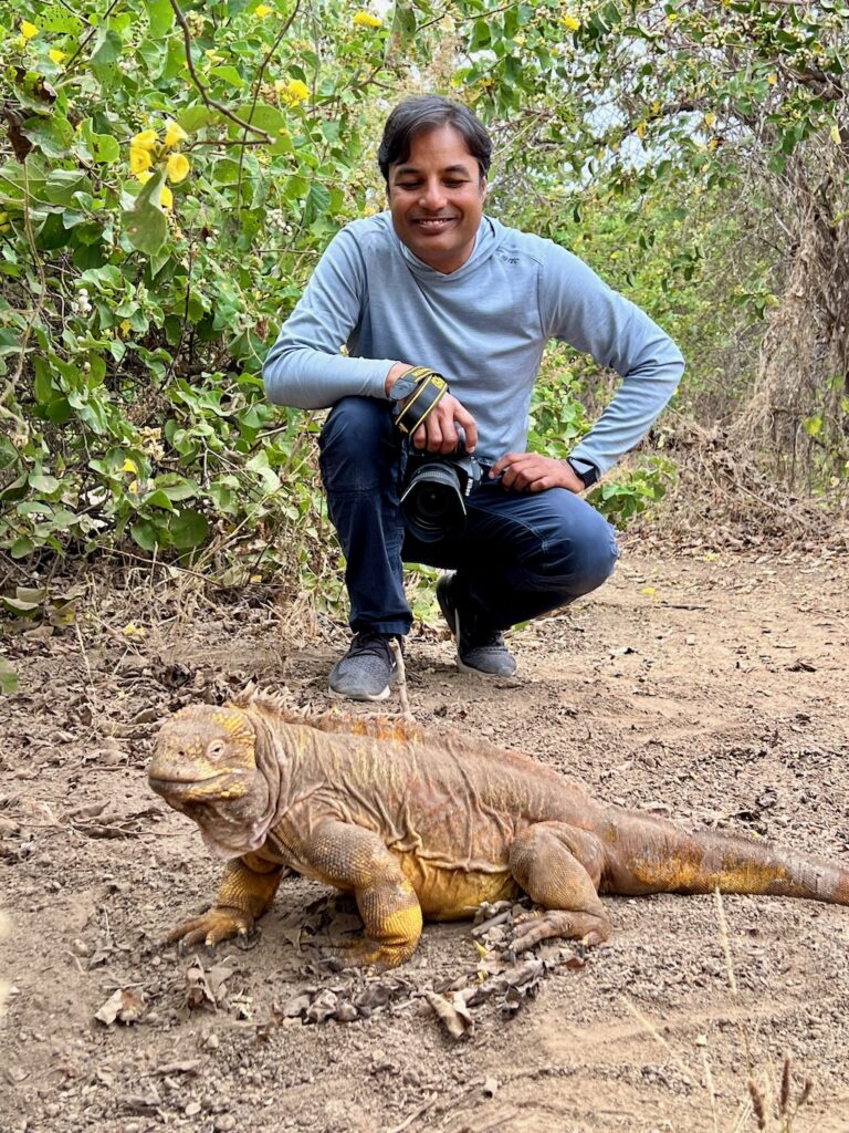 Galapagos Land Iguana in Urbina bay