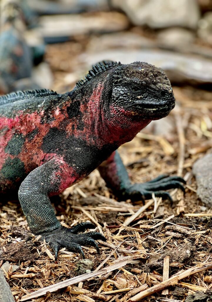 Red and black iguana of Galapagos