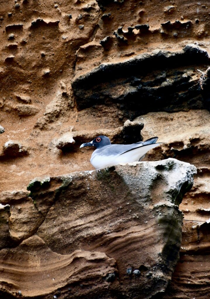 Galapagos Swallow tailed gull on Isabela island