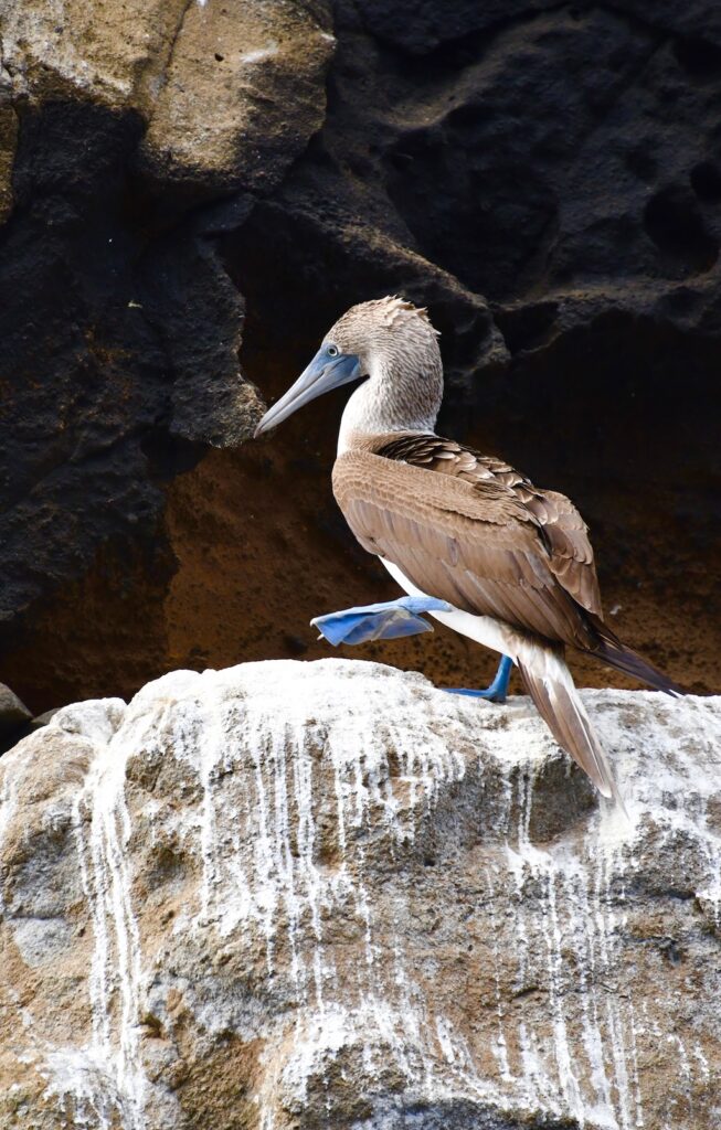 Dancing Galapagos blue footed boobies.