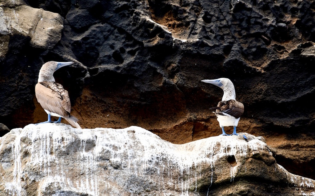 Galapagos blue footed boobies in conversation.