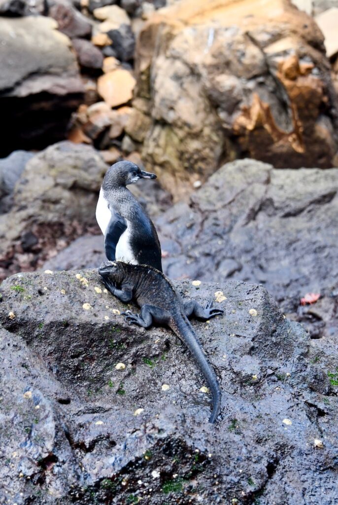 Galápagos penguin and iguana