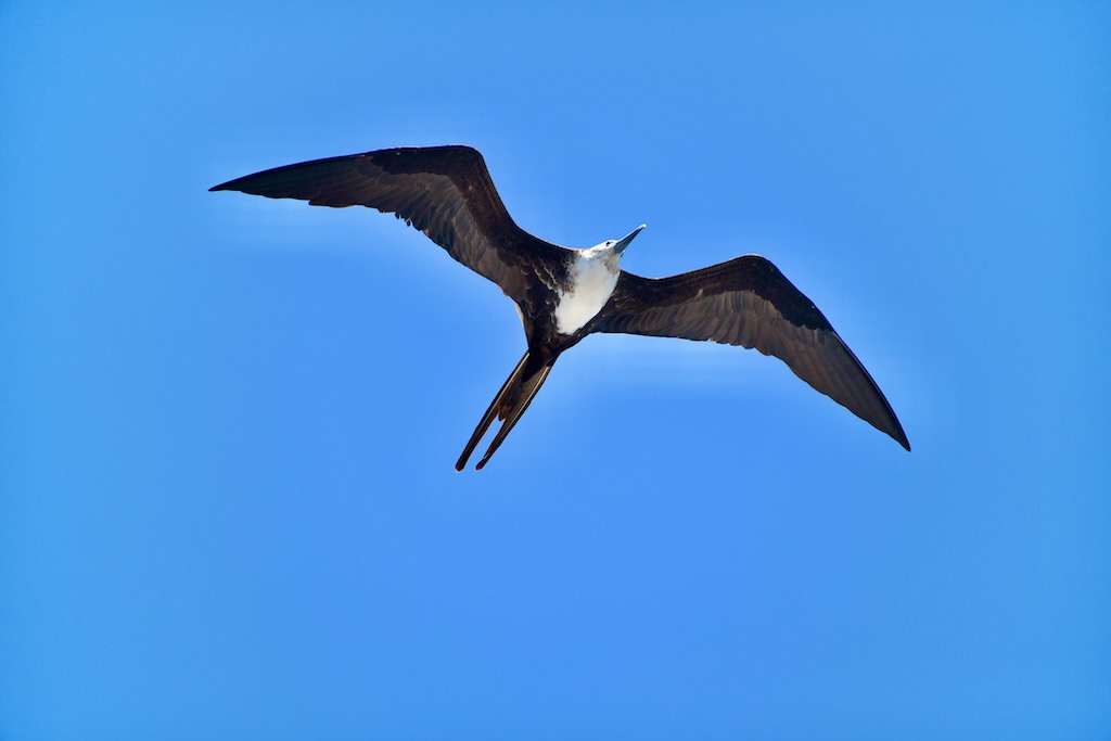 Galapagos frigate bird, also known as the pirate bird