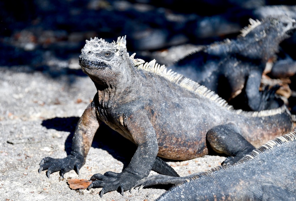 Galapagos marine iguana