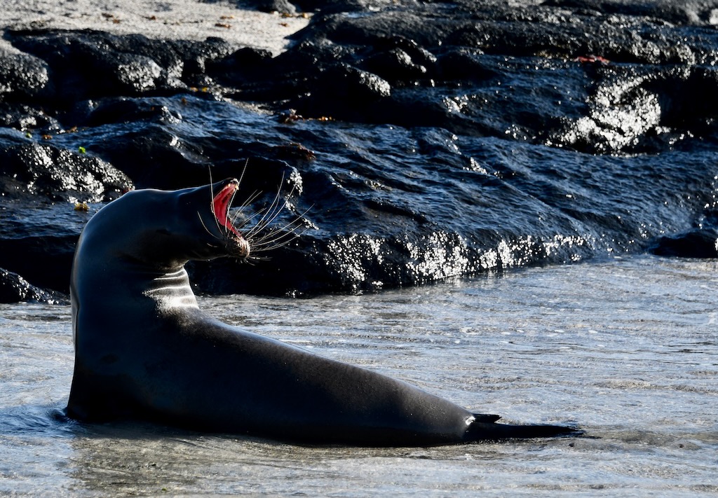 Galápagos sea lions stretching on Punta Espinosa on Fernandina island 