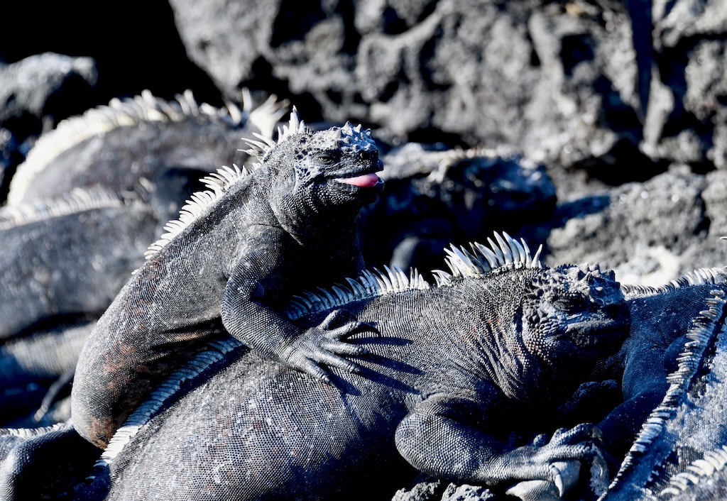 Galapagos marine iguana