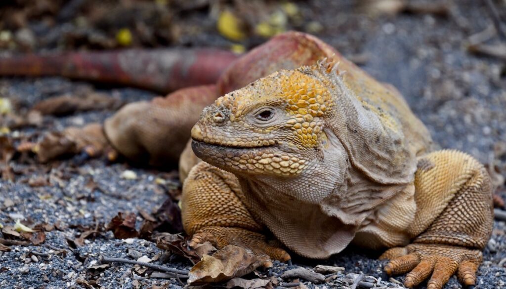 Galapagos giant land iguana