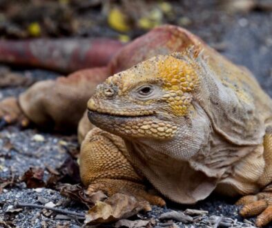 Galapagos giant land iguana