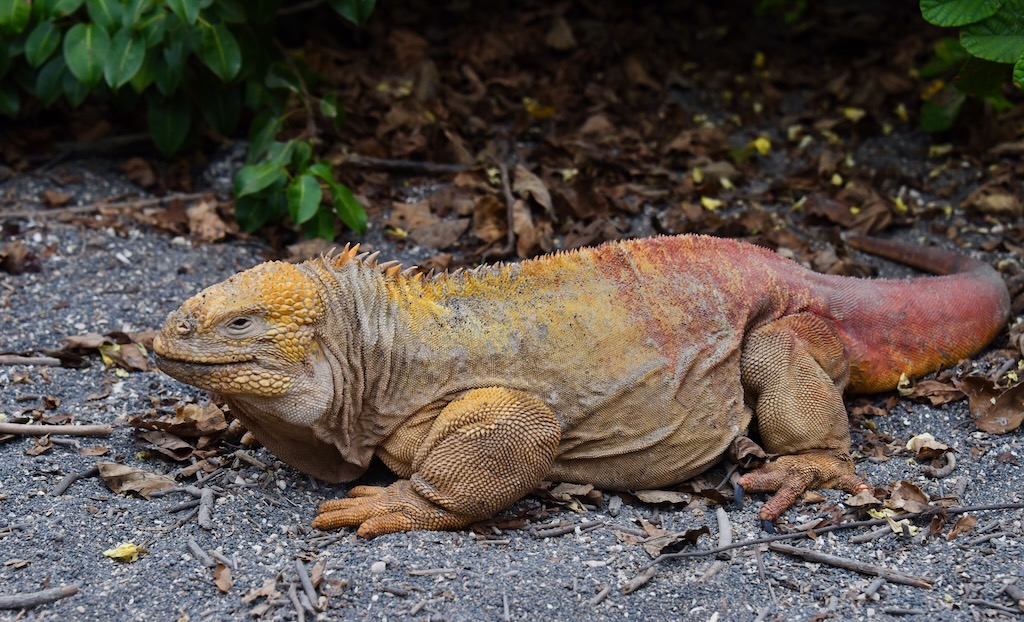 Galapagos giant land iguana in Urbina bay