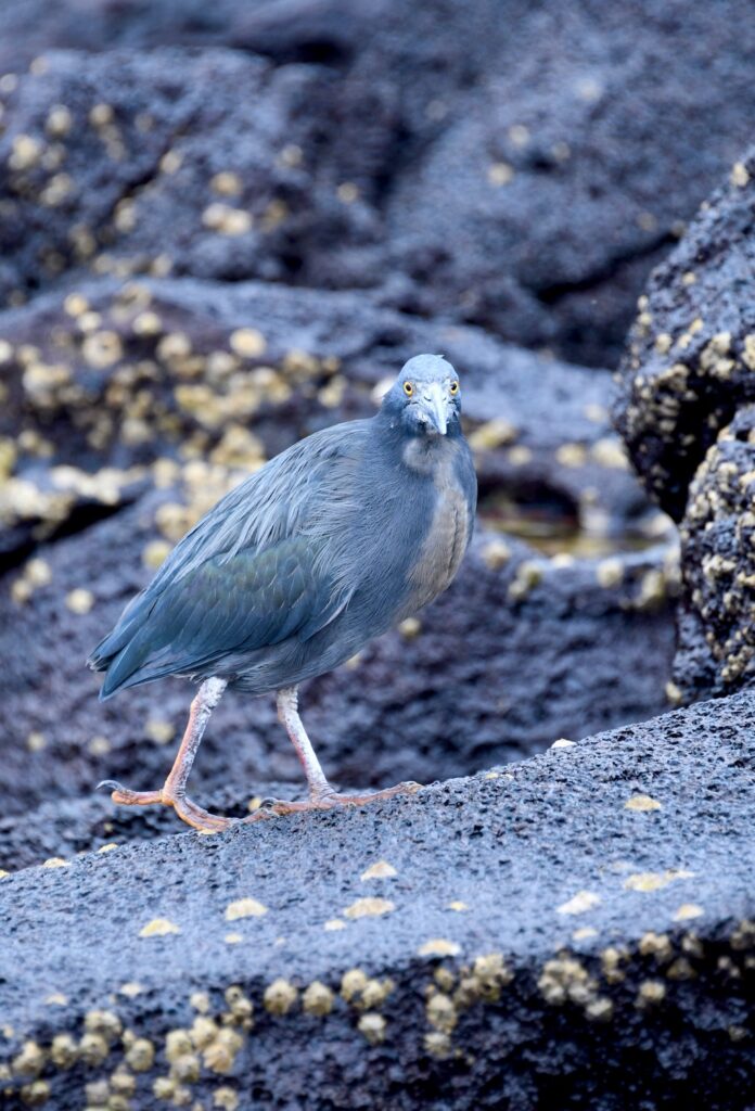 Galapagos Lava Heron