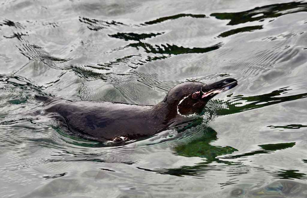 Galápagos penguin 