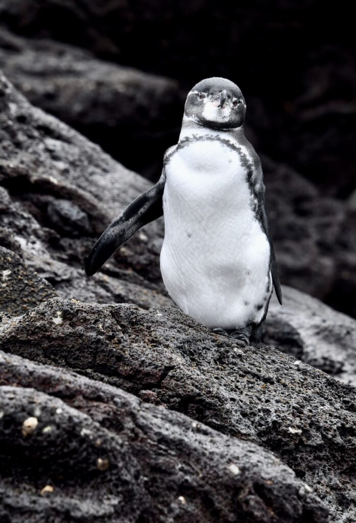 Galápagos penguin