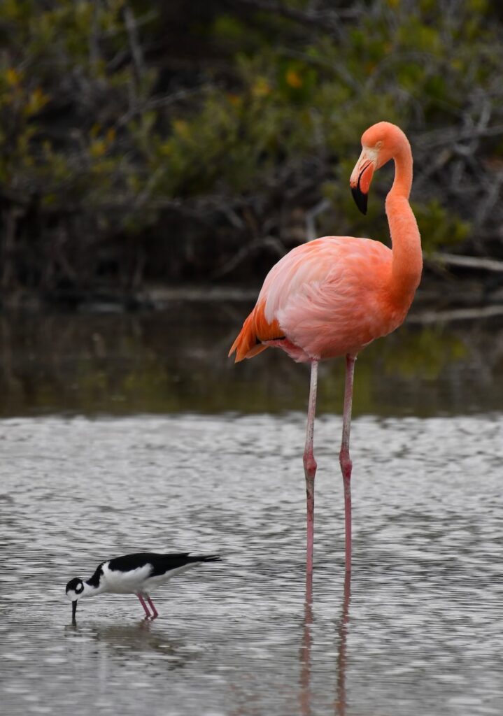 A Flamingo hanging out with a black necked stilt bird on Bachas beach in Galapagos