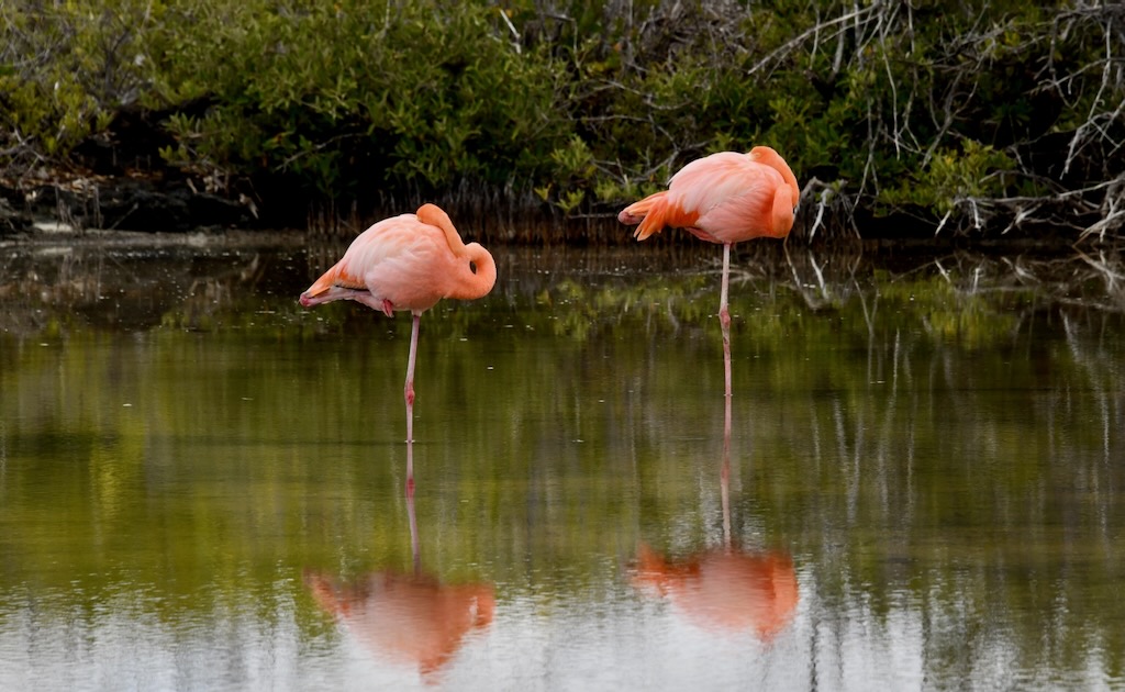 Galapagos flamingos sleeping on one leg