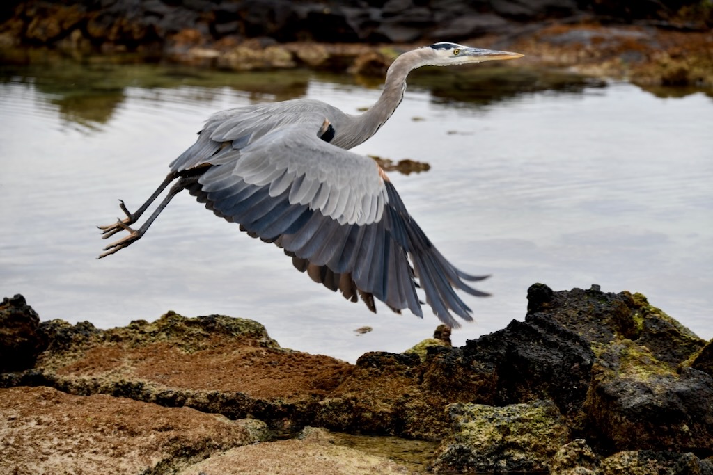 Galapagos Great Blue Heron 