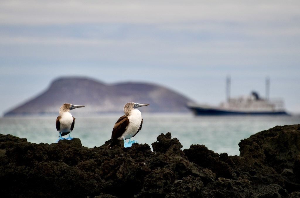 Galapagos blue foot boobies with Quasar Evolution