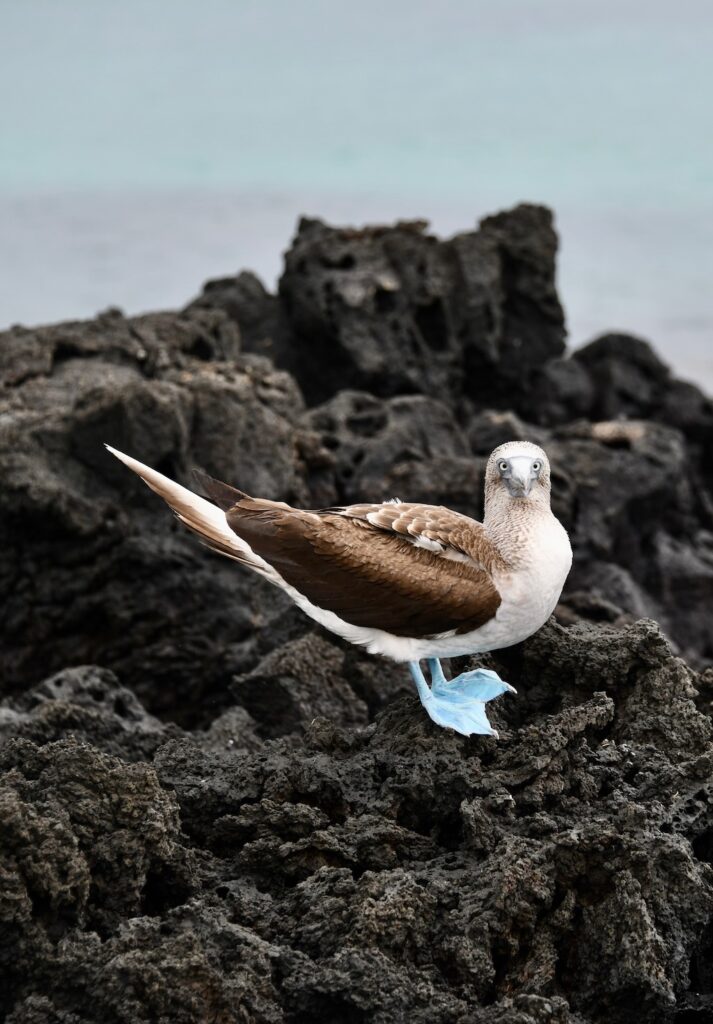 Galapagos blue-footed Booby in all its glory on Bachas beach on Santa Cruz Island