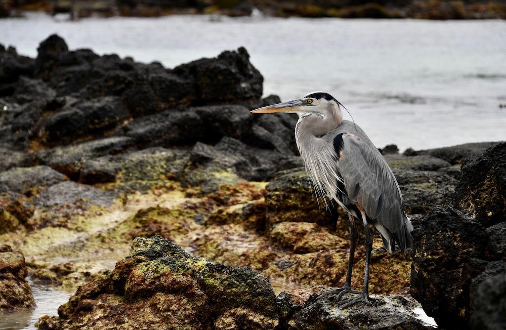 Galapagos Great Blue Heron in meditation