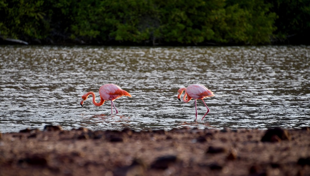 Galapagos flamingos on Rabida island.