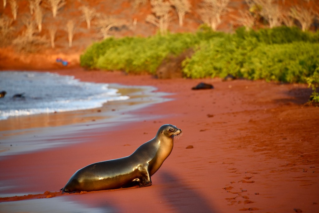 Galápagos sea lion on Rabida island's red sand beach