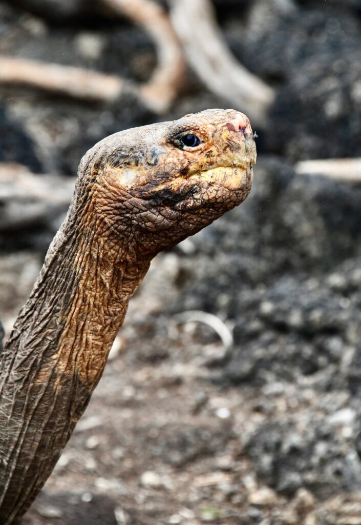 Galapagos giant tortoise in Darwin Research Center