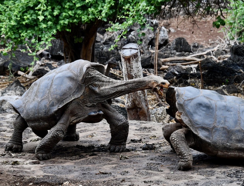 Galapagos giant tortoise fighting, in Darwin Research center