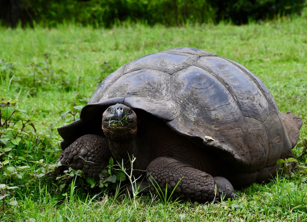 Galapagos giant tortoise in Cloud forest