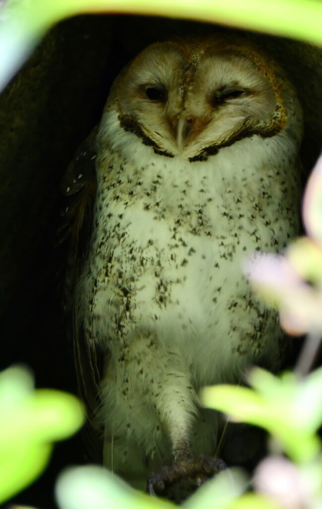 An owl in the cloud forest of Galapagos