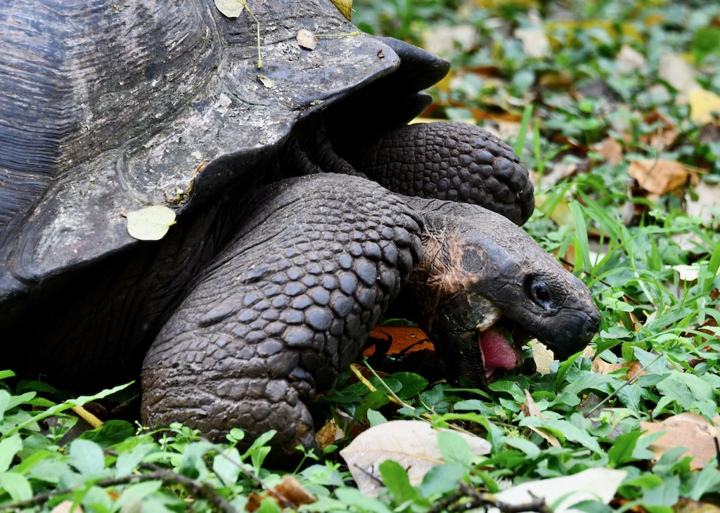 Galapagos giant tortoise in Cloud forest