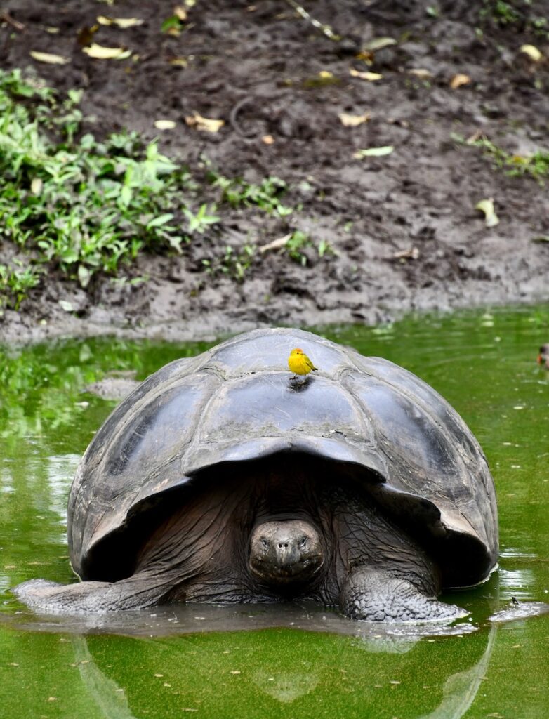 Resting Galapagos giant tortoise with a yellow bird