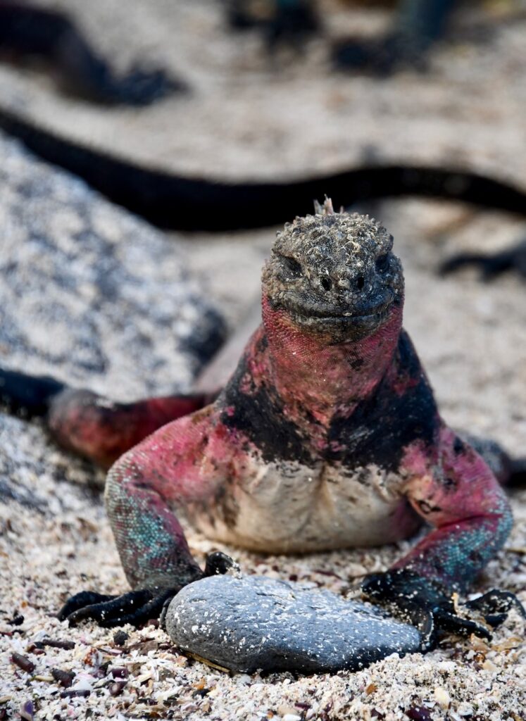 Galapagos red marine iguana