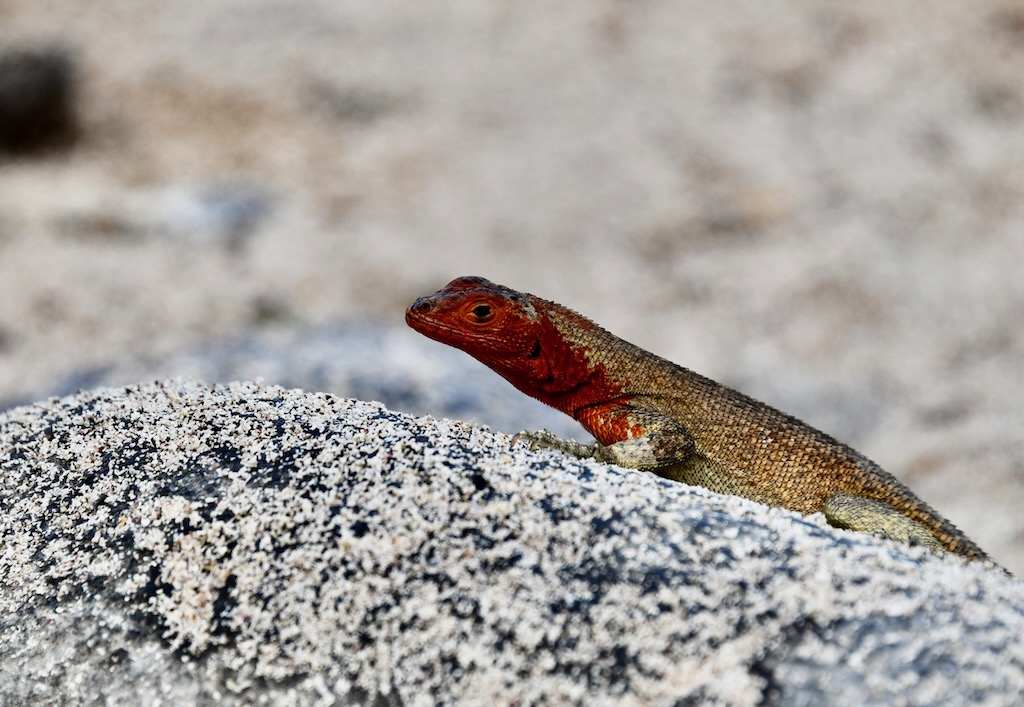 Galapagos lava lizard