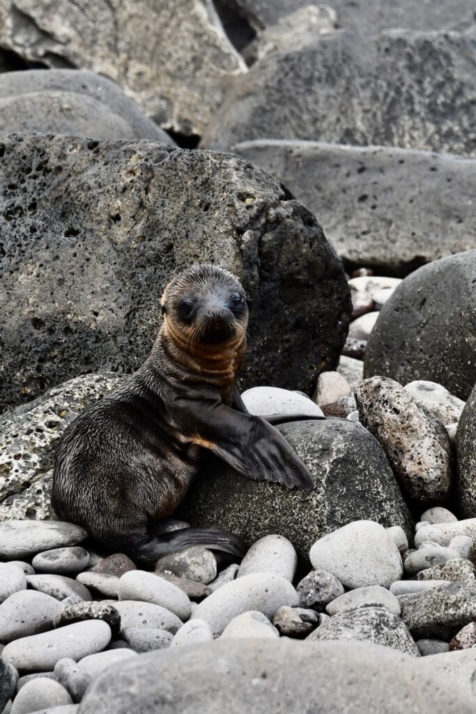 Baby sea lion in Galapagos