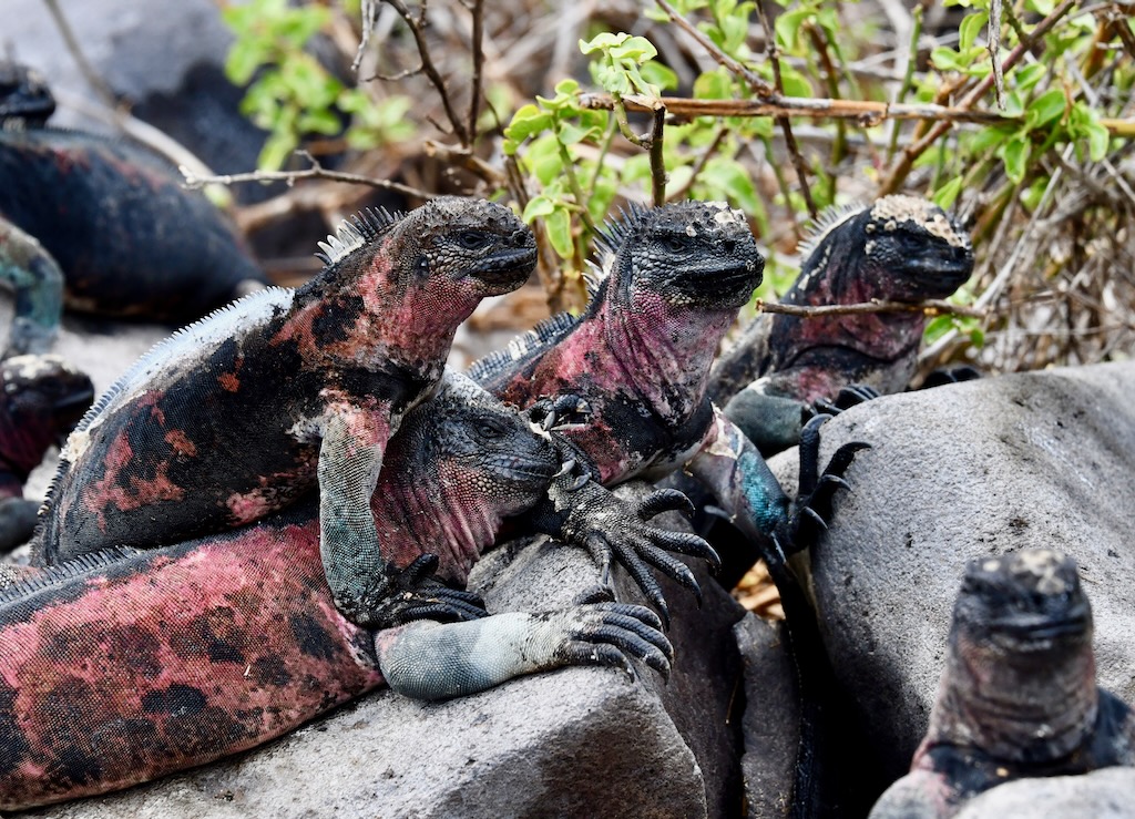 Galapagos marine red iguana