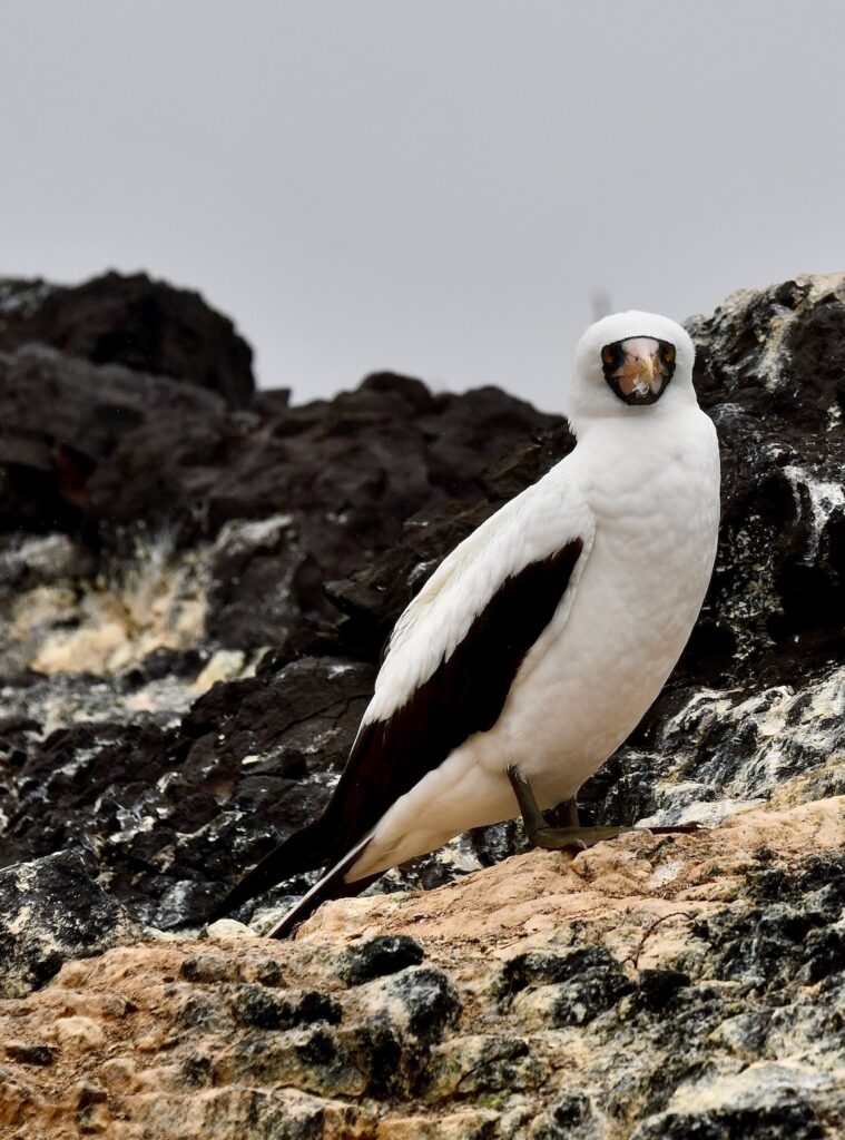 Galapagos Nazca Booby bird