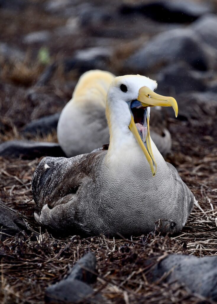 Galapagos Albatros nesting in Punta Suarez on Espanola Island