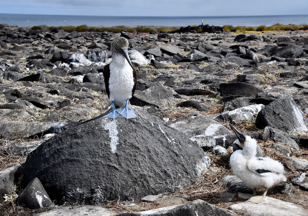 Galapagos blue footed boobies - mommy and child.