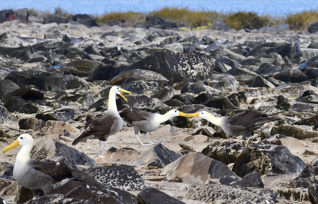 Galapagos Albatrosses guys fighting for a mate in Punta Suarez on Espanola Island