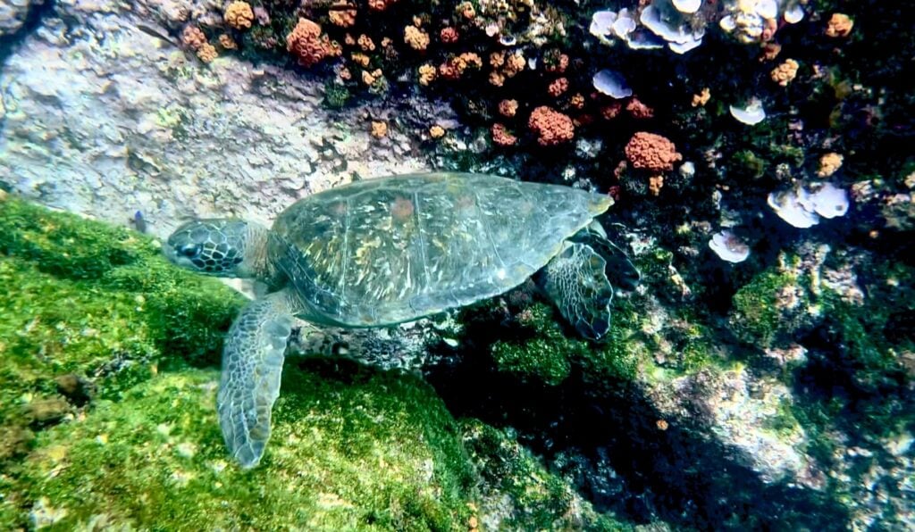 Galápagos giant green sea turtle swimming among bright corals