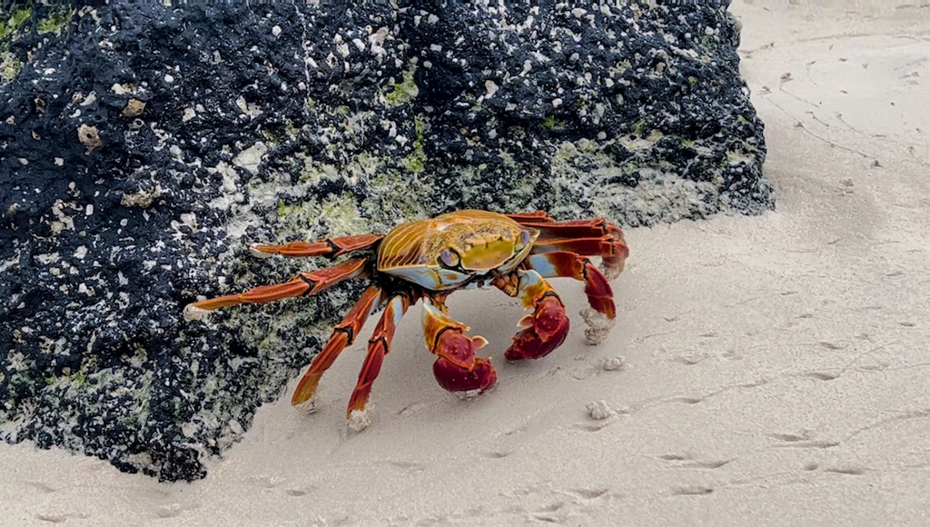 A Galapagos Crab climbing backwards on its many legs like a robot, on a white coral beach.