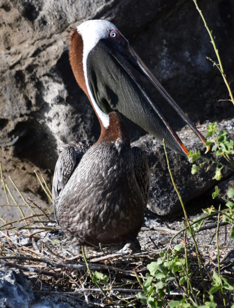 Dozens of Galapagos Pelicans nesting in Tagus Cove, Isabella Island of Galapagos