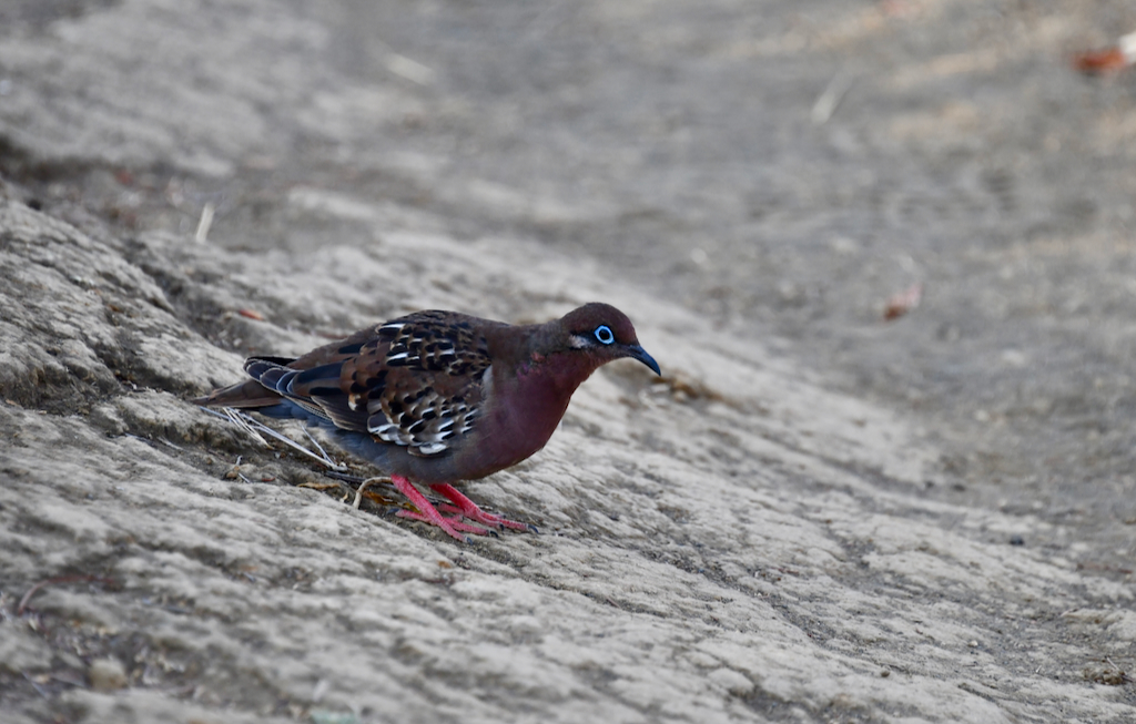 Galapagos Dove on Isabella island