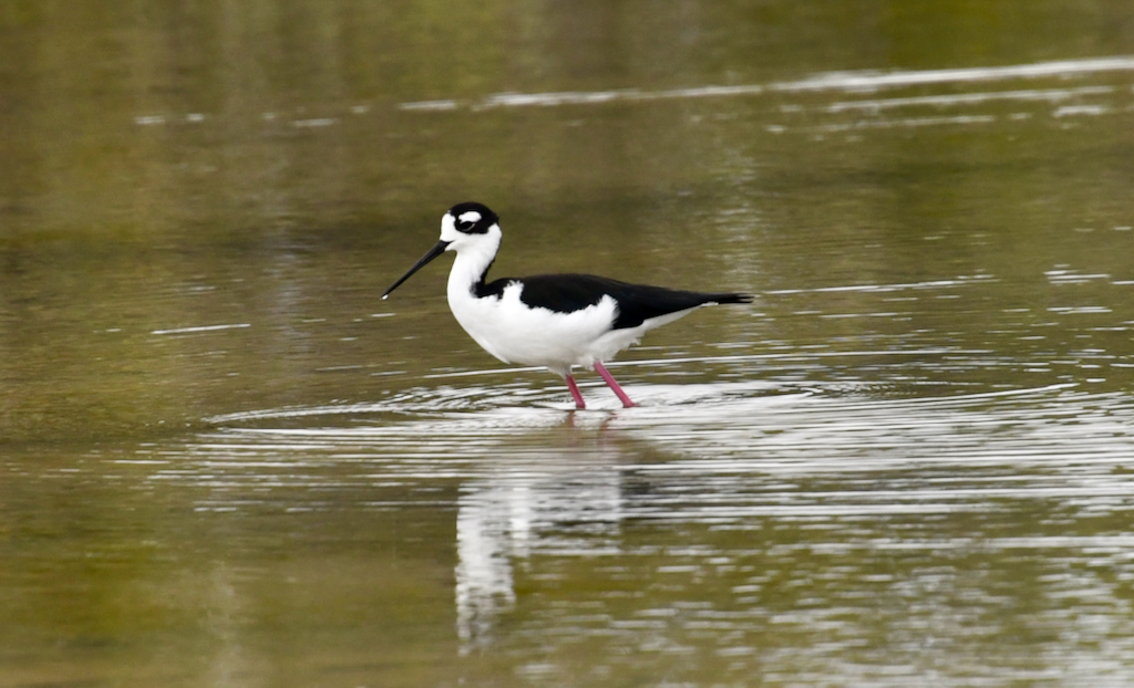 Black necked stilt bird on Bachas beach in Santa Cruz