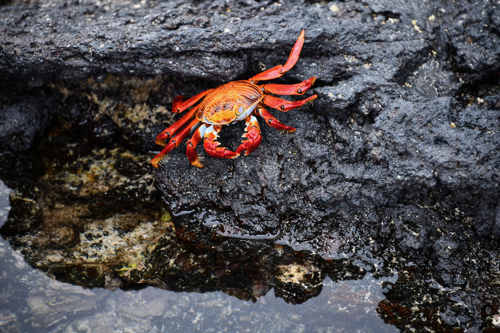 A vibrantly colorful Galapagos crab on Bachas beach on Santa Cruz Island, waling on a black lava rock.